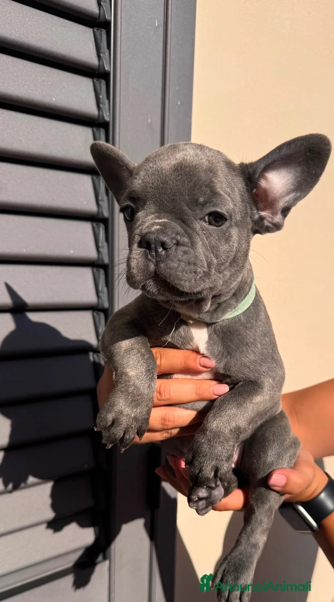 Bulldog Francese cani in vendita: Bulldog francese  - Annuncio 2