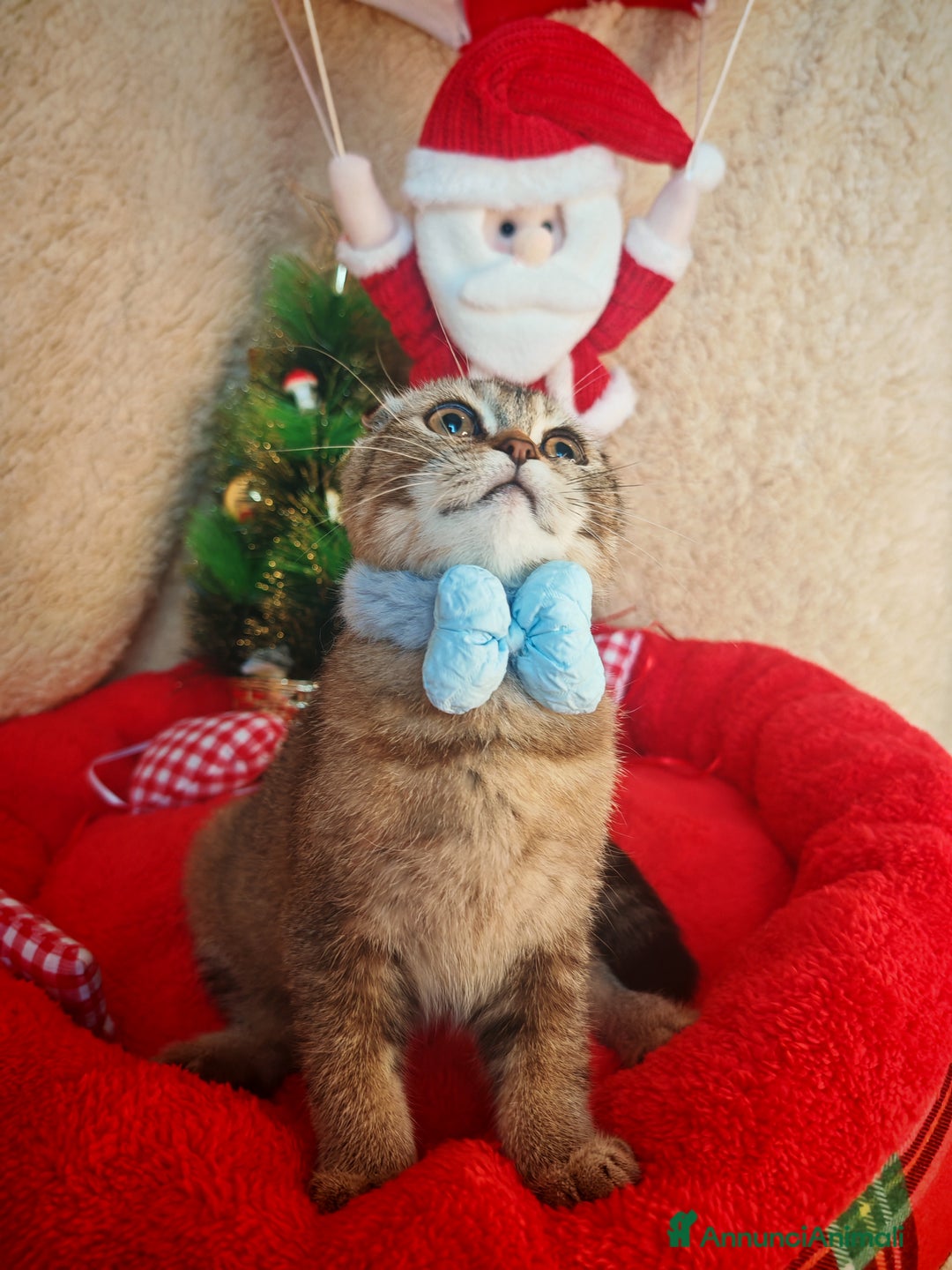 Scottish gatti in vendita: Gattino Scottish Fold - Regalo di Natale - Annuncio 3