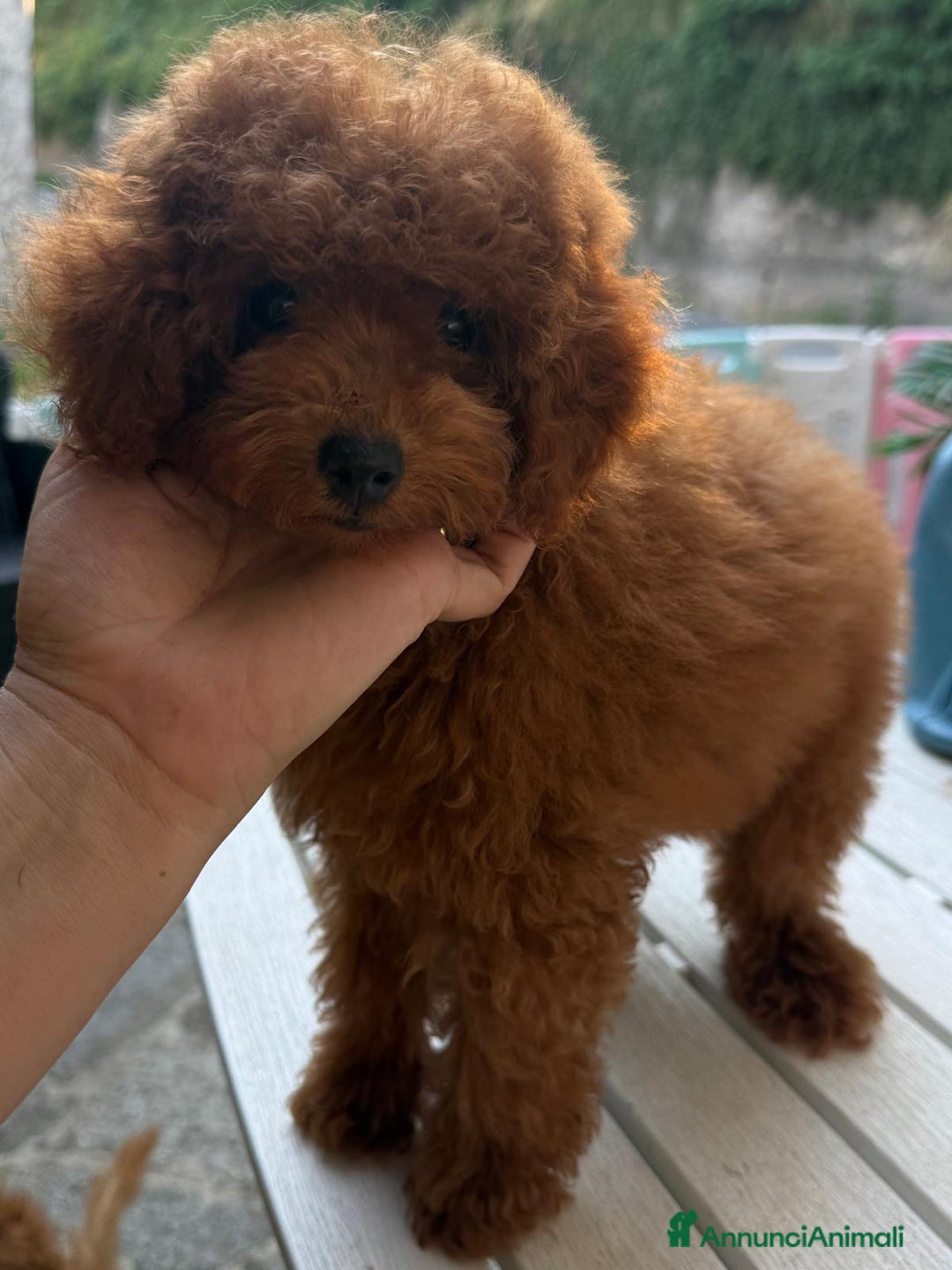 Barboncino cani in vendita: Barboncini piccoli nani color rosso scuro a Provincia di Savona - Immagine 3