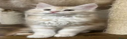 Maine Coon gatti in vendita: Maine Coon - Annuncio 2