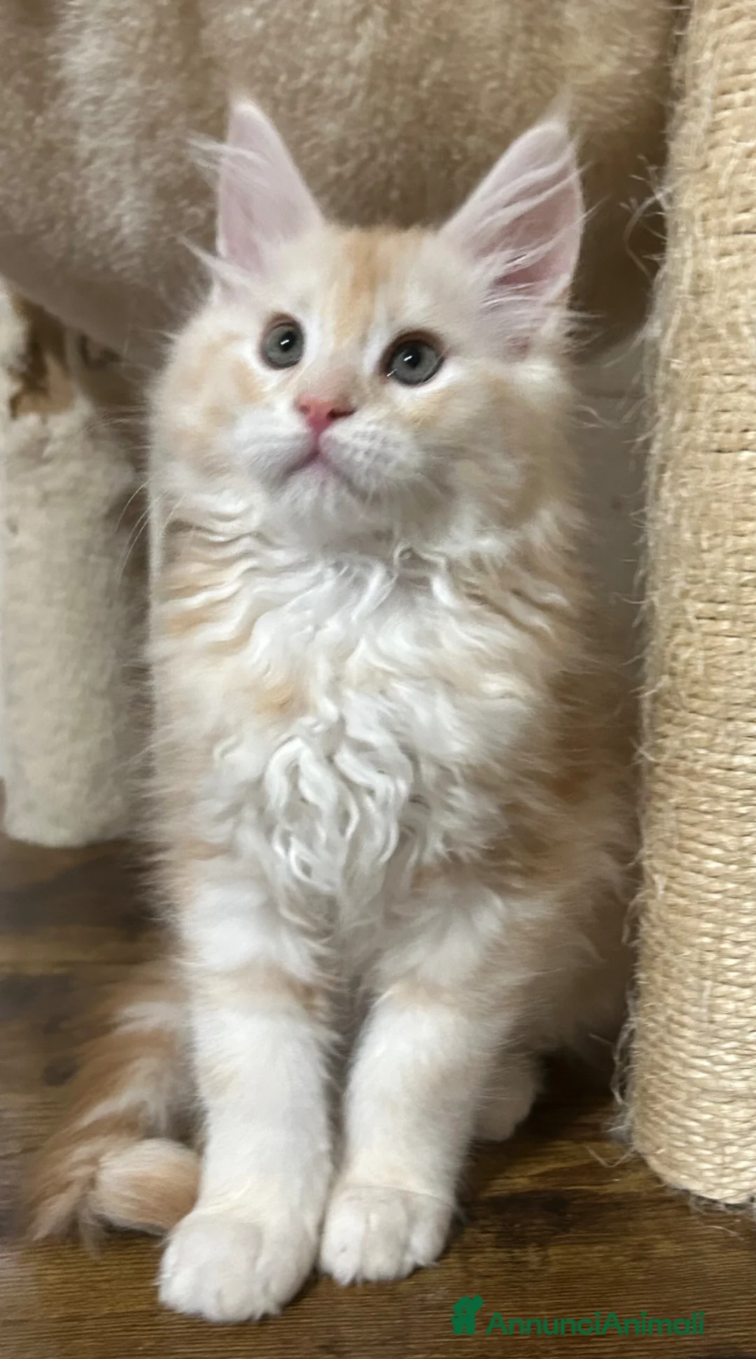 Maine Coon gatti in vendita: Maine Coon - Annuncio 2
