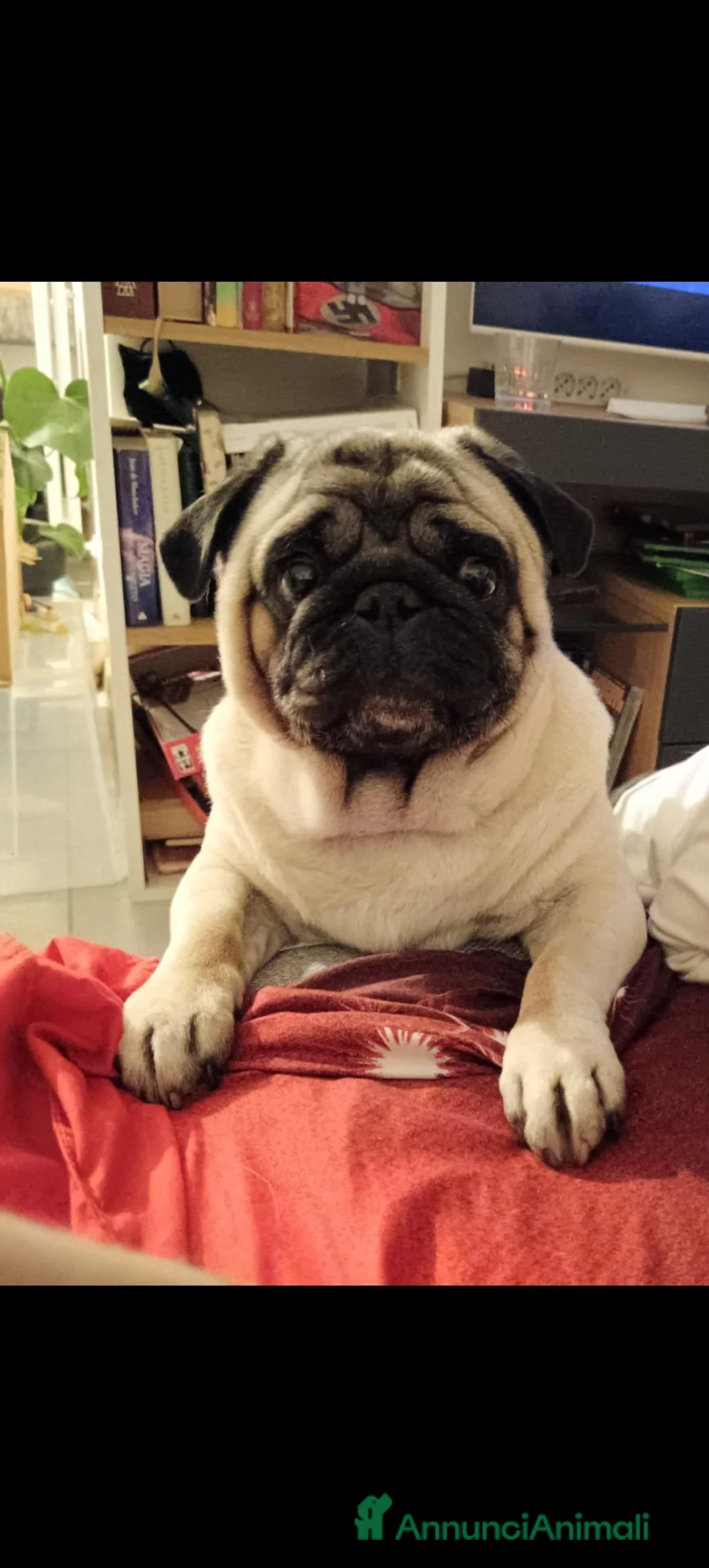 Carlino cani in regalo: cane carlino maschio - Annuncio 2