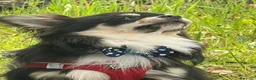 Chihuahua cani per accoppiamento: Chihuahua disponibile per accoppiamento  - Annuncio 2