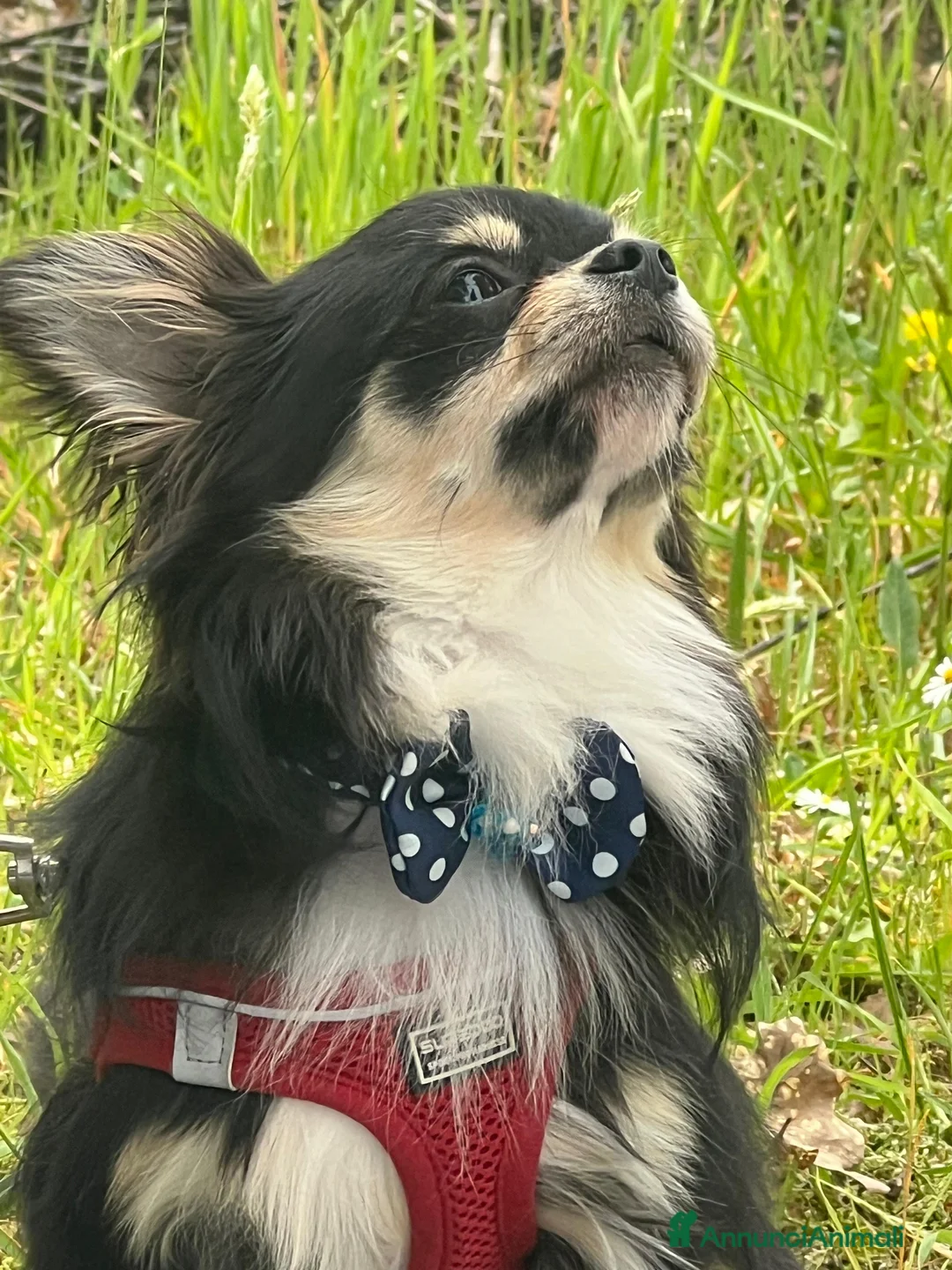 Chihuahua cani per accoppiamento: Chihuahua disponibile per accoppiamento  - Annuncio 2