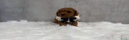 Barboncino Toy cani in vendita: Adorabili cuccioli di barboncino toy - Annuncio 16