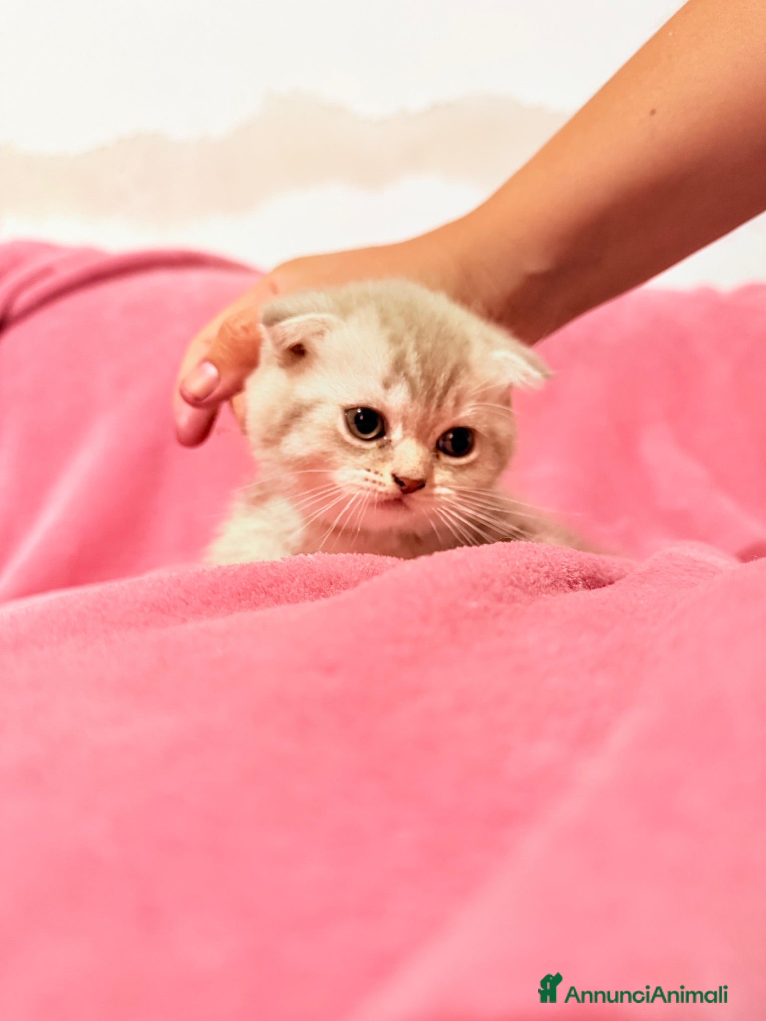 Scottish gatti Gattina Scottish Fold - Annuncio 11