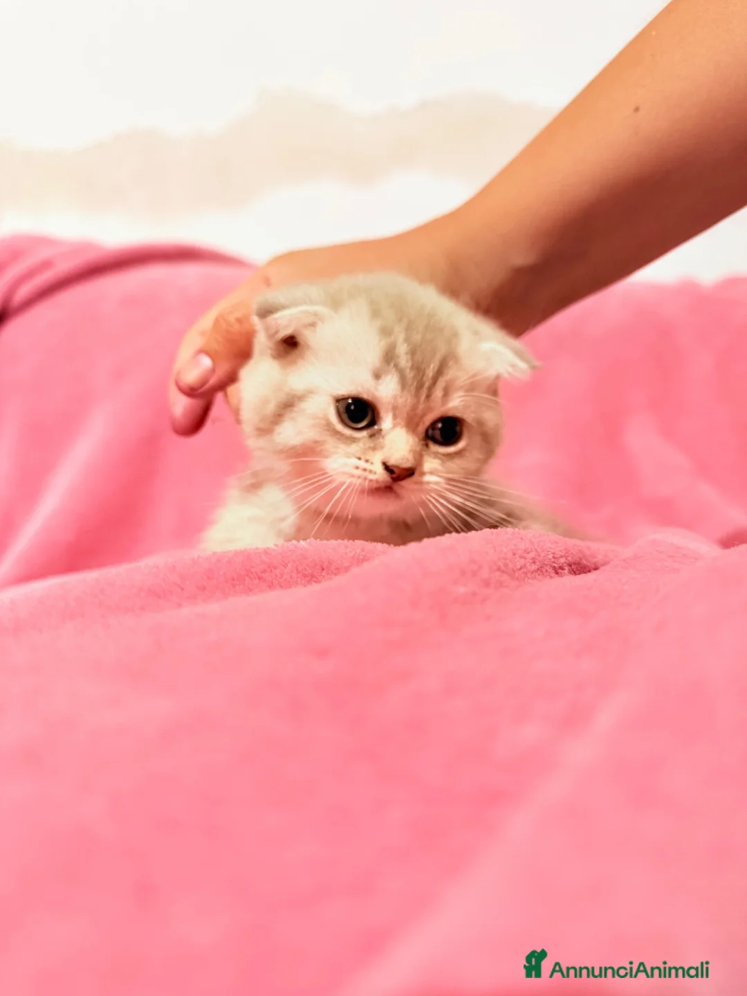 Scottish gatti in vendita: Gattina Scottish Fold - Annuncio 1
