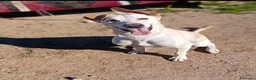 Meticcio cani in regalo: SPRITZ - Annuncio 4