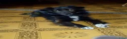 Meticcio cani in regalo: Gratis a Provincia di Terni - Annuncio 4