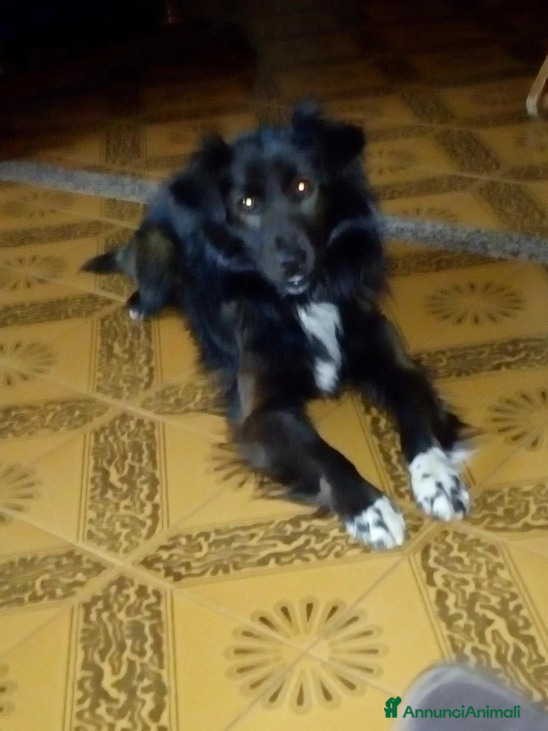 Meticcio cani in regalo: Gratis a Provincia di Terni - Annuncio 4