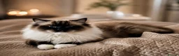 Ragdoll gatti in vendita: Cucciolo ragdoll blu bicolor  - Annuncio 6