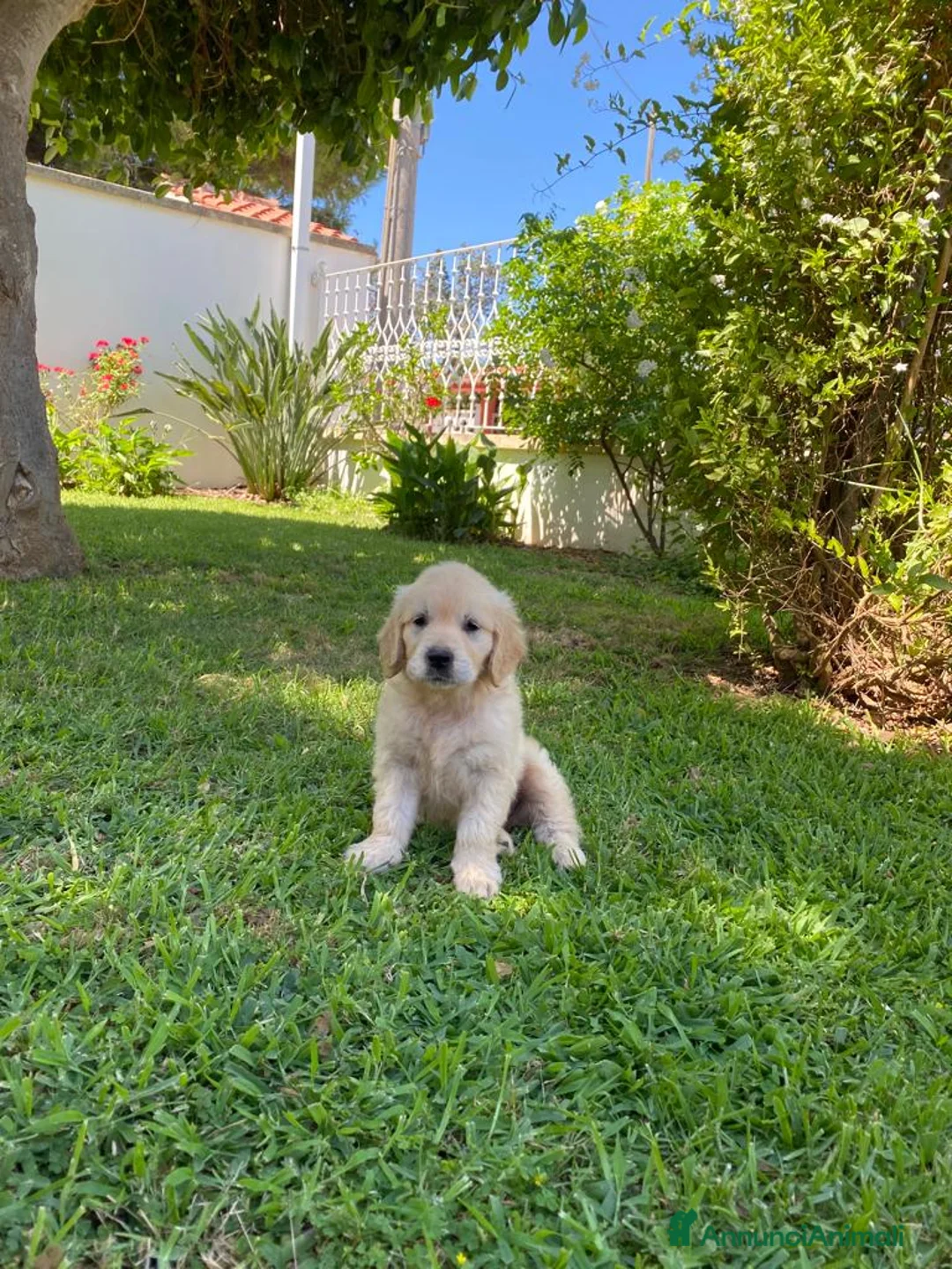 Golden Retriever cani in vendita: Cuccioli di Golden Retriever con Pedegree ENCI  - Annuncio 7
