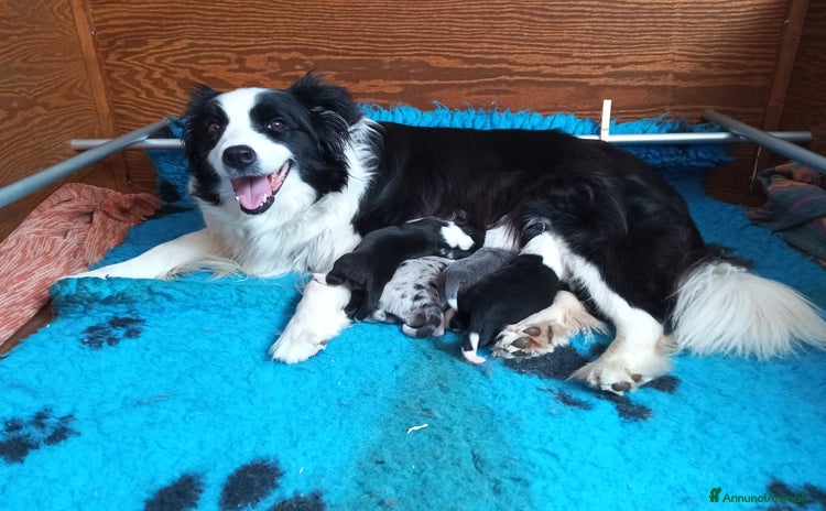 Border Collie cani a Città Metropolitana di Torino - Annuncio 2