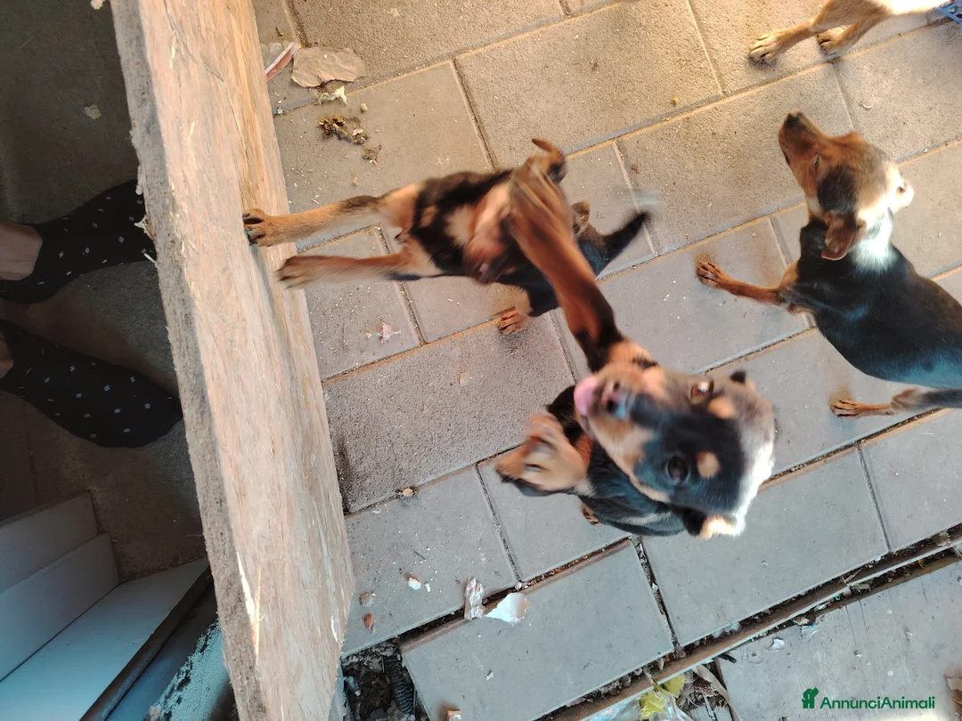 Meticcio cani in regalo: Cuccioli in adozione - Annuncio 2