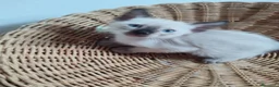 Thai gatti in vendita: Siamese tradizionale, Thai microchip e pedigree  - Annuncio 6