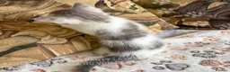 Scottish gatti in vendita: Cuccioli Scottish Fold e Straight con Pedigree - Annuncio 10