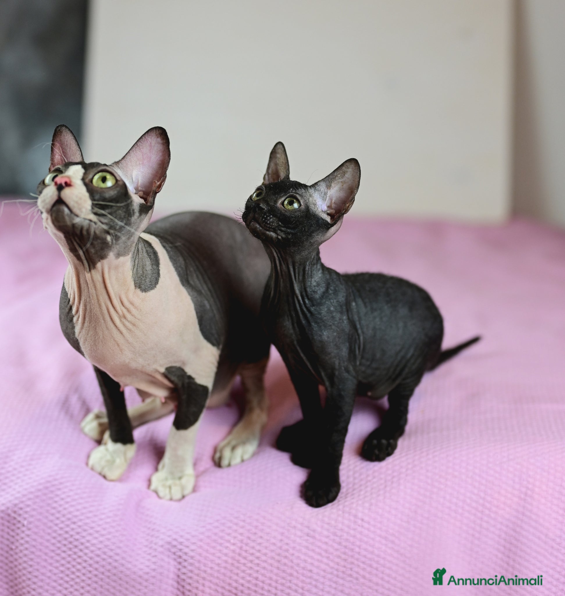 Sphynx gatti Femmina don sphynx  - Annuncio 22