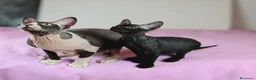 Sphynx gatti in vendita: Femmina don sphynx  - Annuncio 1
