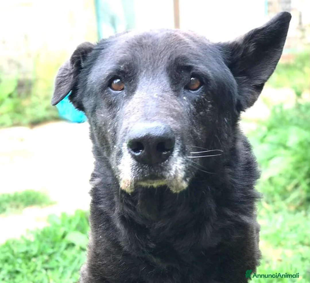 Meticcio cani in regalo: Nonno Martin, adozione del cuoricino - Annuncio 1