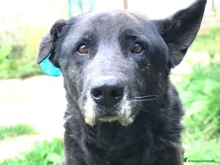 Meticcio cani Nonno Martin, adozione del cuoricino - Annuncio 5