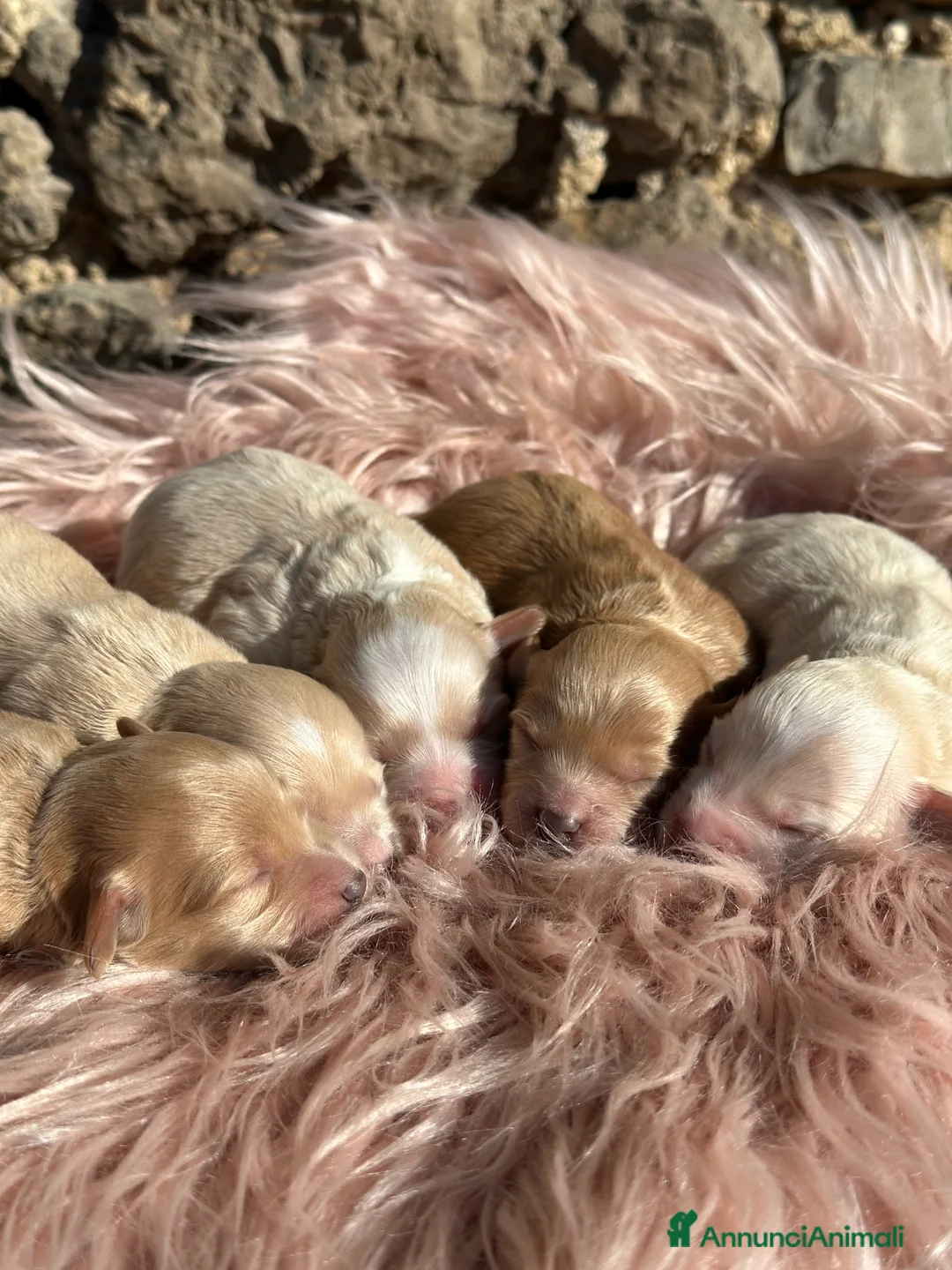 Maltipoo cani in vendita: Cuccioli di Maltipoo - Annuncio 6