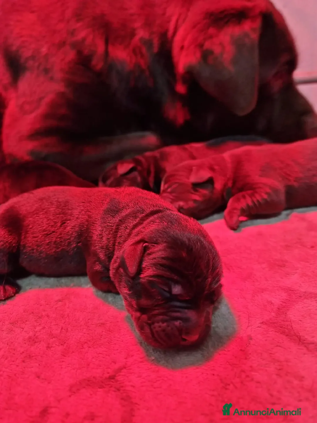 Labrador cani in vendita: Cuccioli di labrador retriever Choco e nero  a Provincia di Novara - Annuncio 2