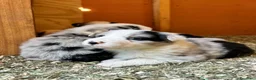 Border Collie cani in vendita: Vendo - Annuncio 3
