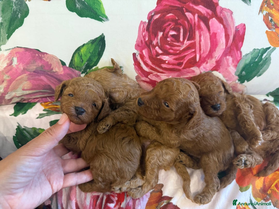 Barboncino cani in vendita: Barboncini nanetti 🐩🐩🐩 - Immagine 29