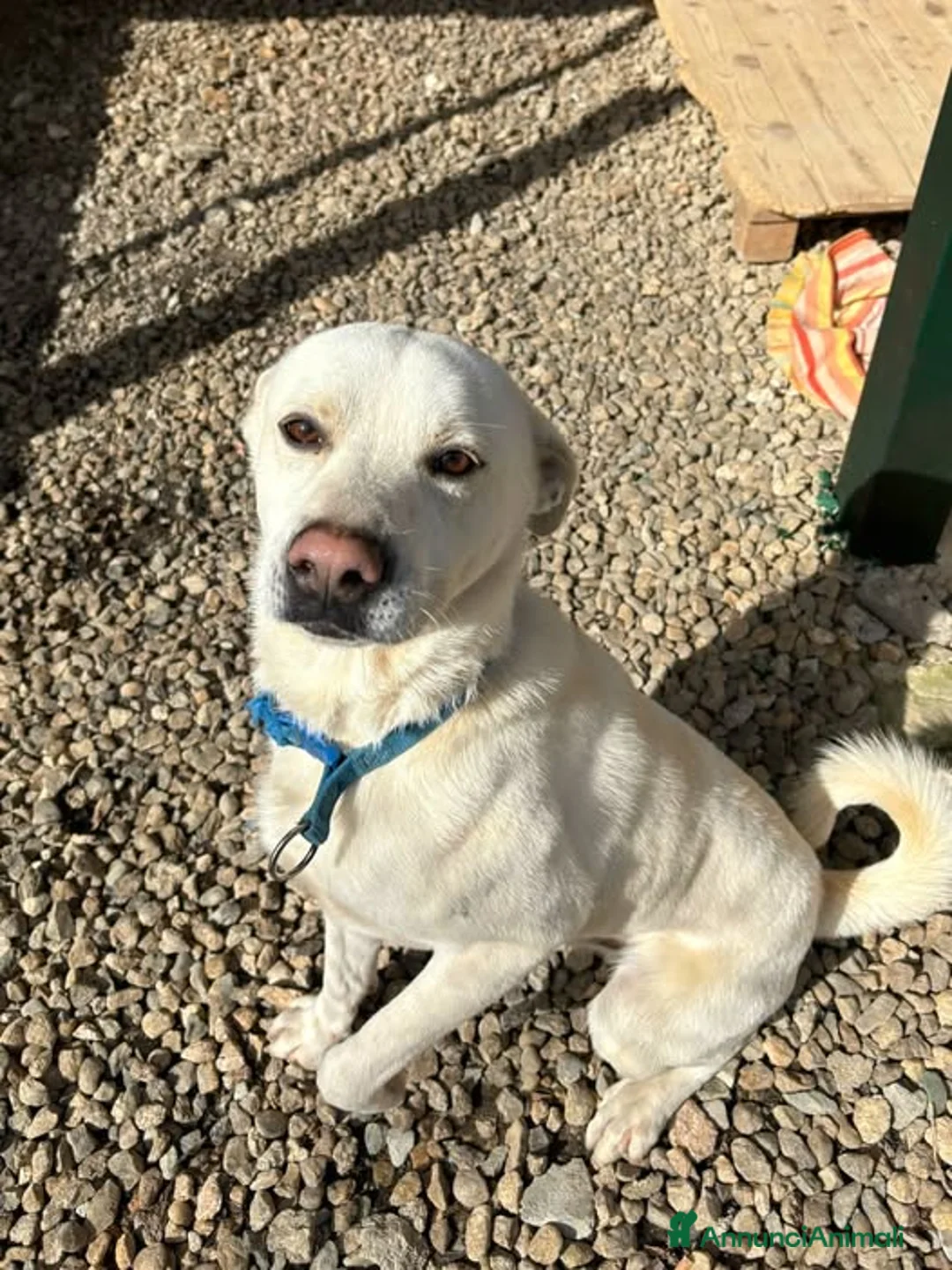 Meticcio cani in regalo: CALI' rimasto solo... - Annuncio 2