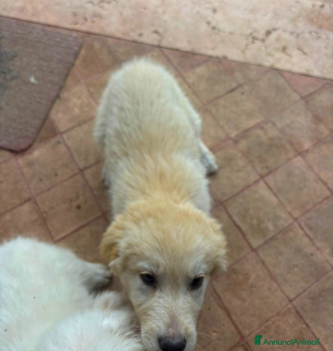 Meticcio cani in regalo: SHIVA 🩷-cucciola pastore musetto vispo, cerca 🏠  - Annuncio 8