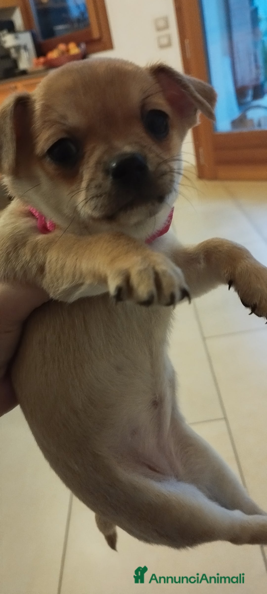 Meticcio cani in vendita: Cucciole  - Annuncio 2