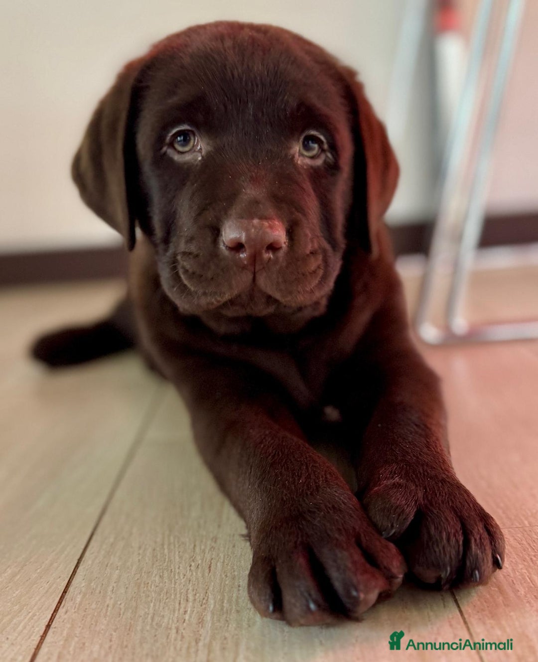 Labrador cani in vendita: Meraviglioso cucciolo di labrador chocolate puro a Città metropolitana di Palermo - Immagine 21