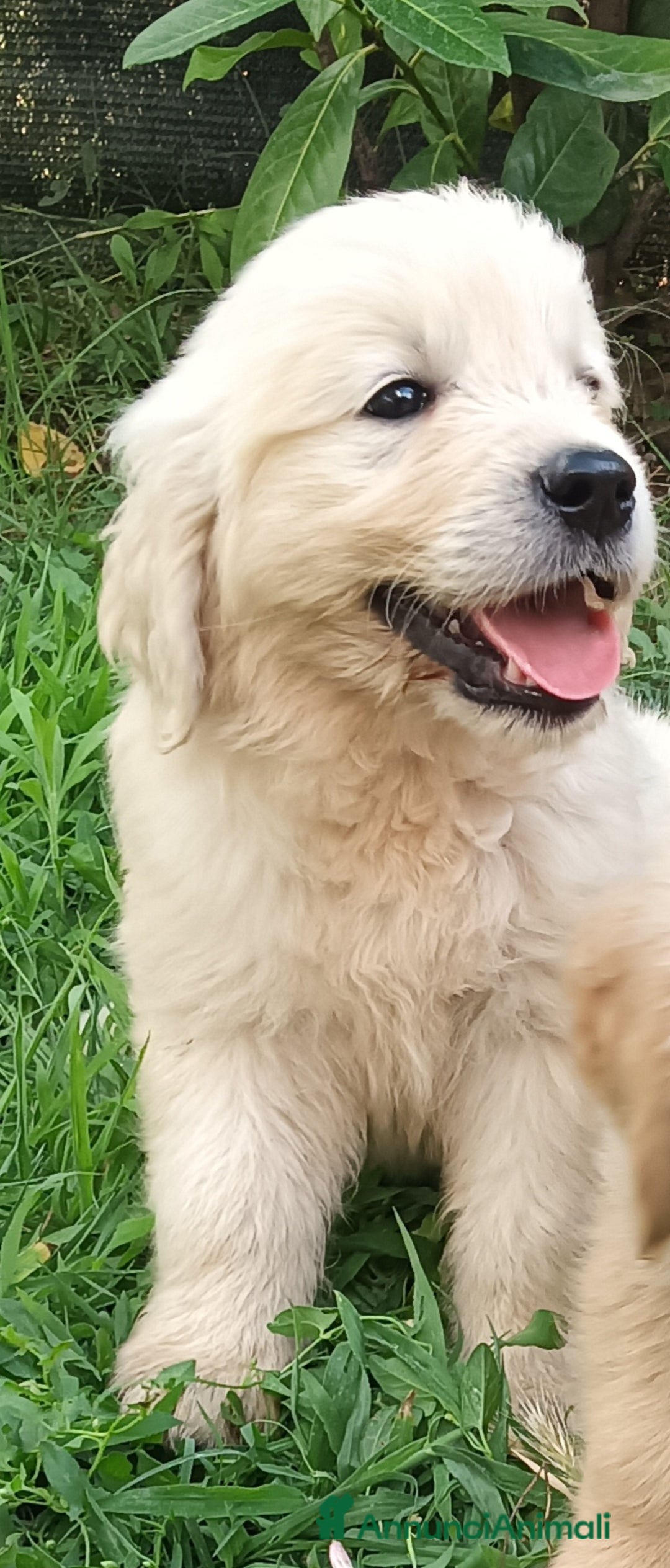 Golden Retriever cani in vendita: Cuccioli Golden retriever  a Provincia di Arezzo - Immagine 2