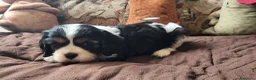 Cavalier King cani in vendita: Cuccioli cavalier king con pedigree enci - Annuncio 6