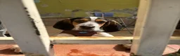 Meticcio cani in regalo: Max, mix bracco spinone!  - Annuncio 2