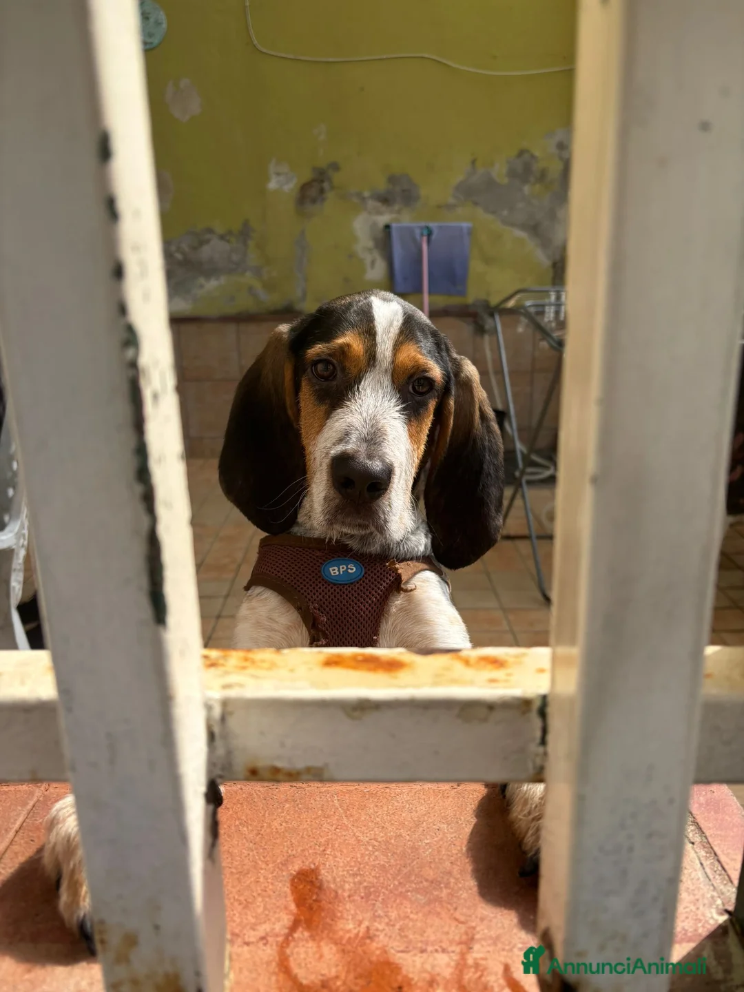 Meticcio cani in regalo: Max, mix bracco spinone!  - Annuncio 2
