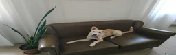 Meticcio cani in regalo: Regalo meticcio - Annuncio 2