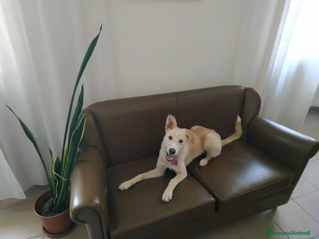 Meticcio cani in regalo: Regalo meticcio - Annuncio 2