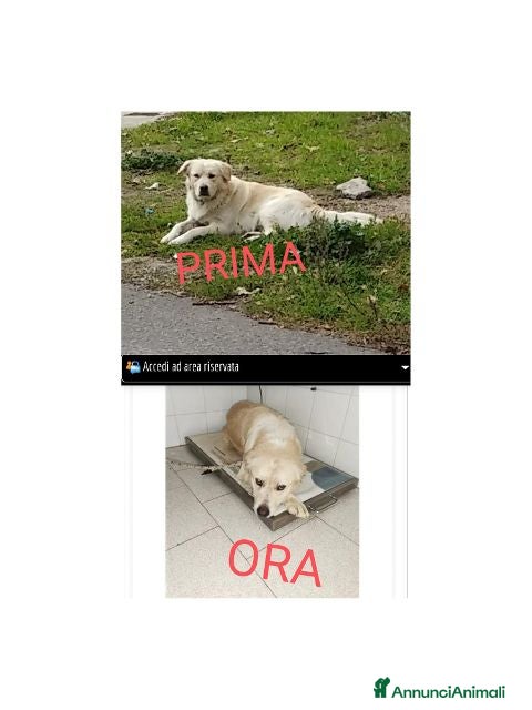 Meticcio cani BELLINO socievole e bravo! - Annuncio 6