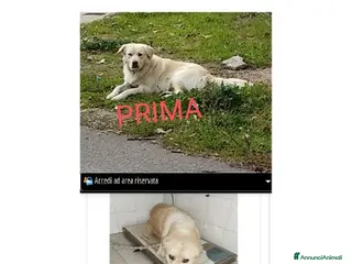 Meticcio cani BELLINO socievole e bravo! - Annuncio 6