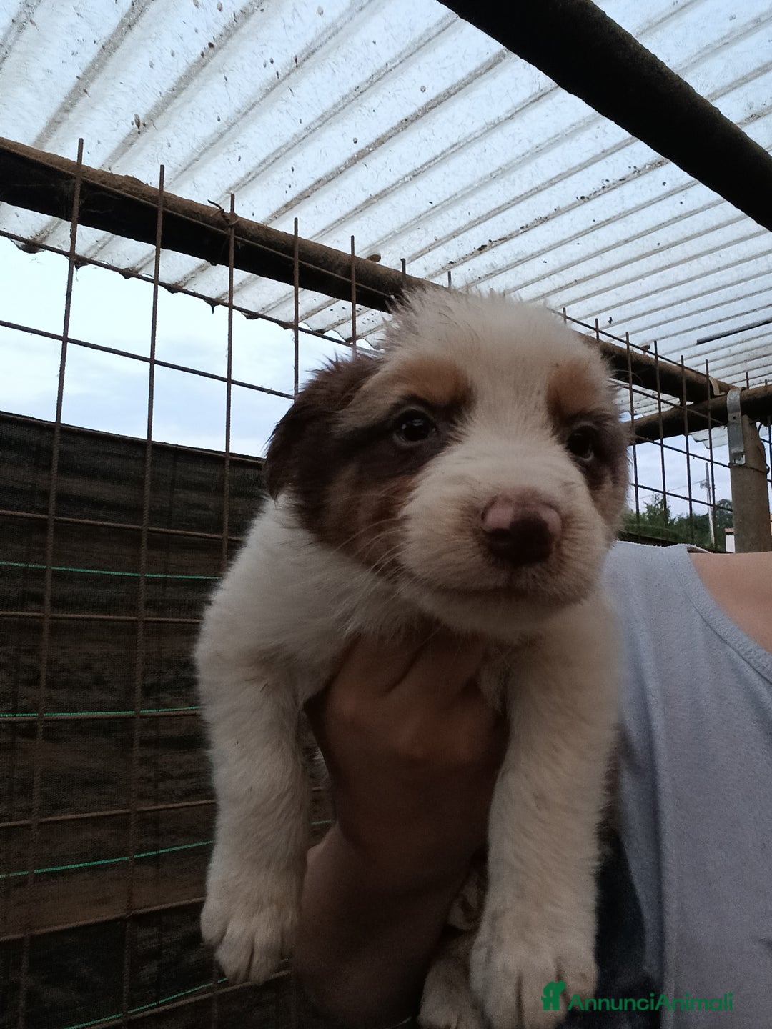 Border Collie cani in vendita: Cuccioli di border collie a Provincia di Treviso - Immagine 5