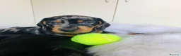 Bassotto cani in vendita: arlecchino silver - Annuncio 5