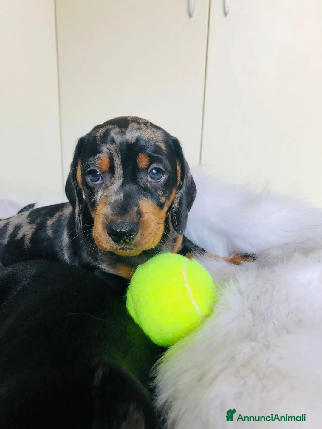 Bassotto cani in vendita: arlecchino silver - Annuncio 2