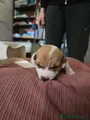 Jack Russell Cucciolo 5