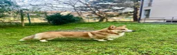 Corgi Pembroke cani per accoppiamento: Welsh Corgi Pembroke-Maschio per monta a Provincia di Gorizia - Annuncio 2