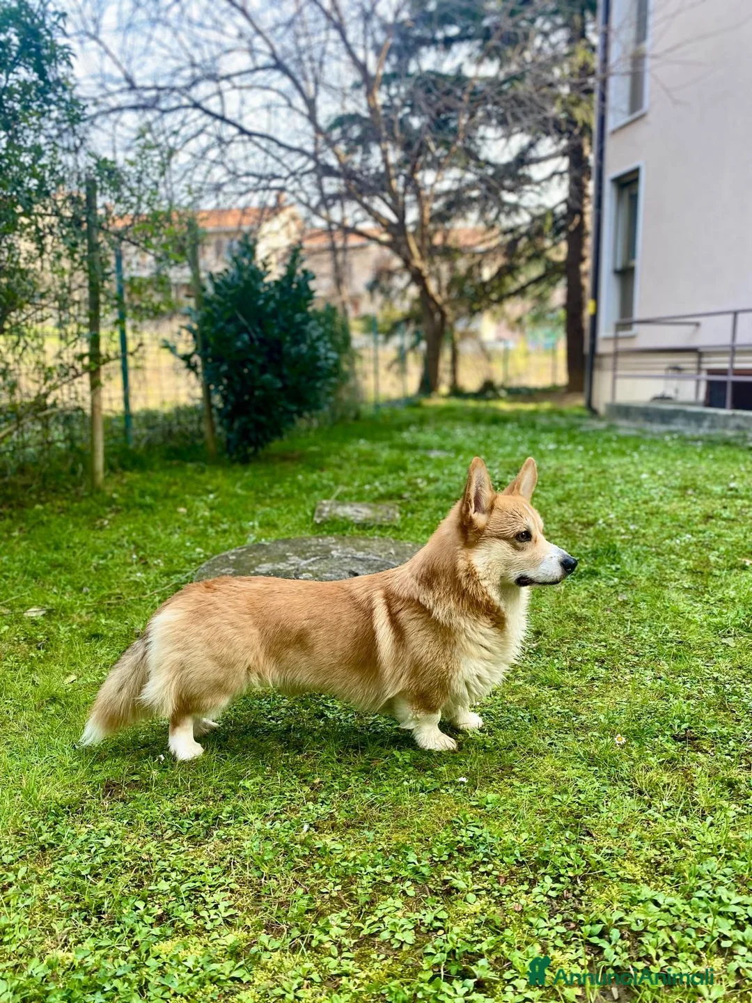 Corgi Pembroke cani per accoppiamento: Welsh Corgi Pembroke-Maschio per monta a Provincia di Gorizia - Annuncio 2