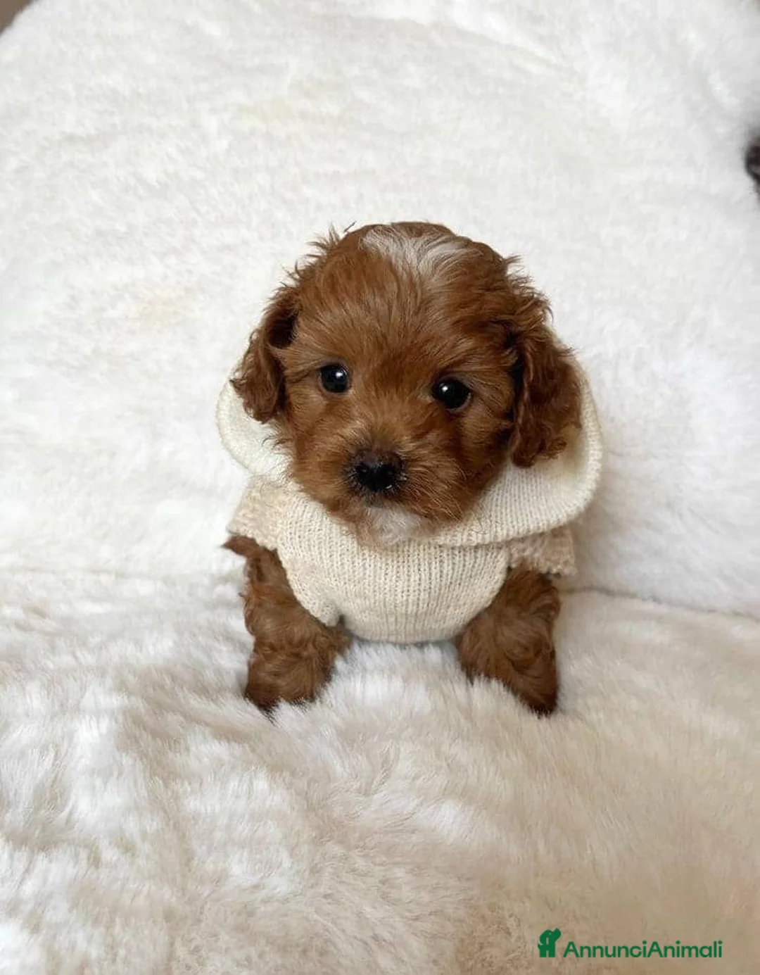 Maltipoo cani in vendita: Adorabili cuccioli di Maltipoo F1b - Annuncio 9