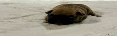 Bulldog Francese Cucciolo 6