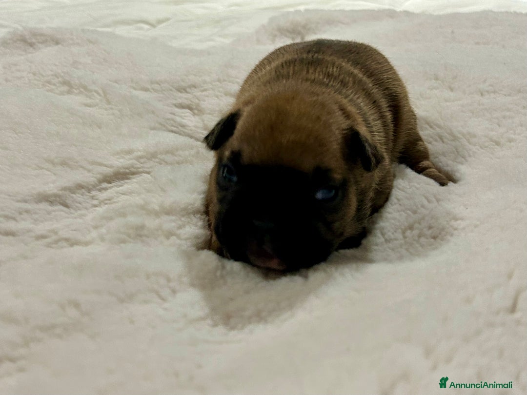 Bulldog Francese cani in vendita: cuccioli di Bulldog francese Red  - Annuncio 8