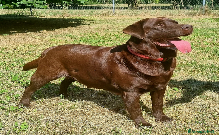 Labrador cani - Annuncio 1